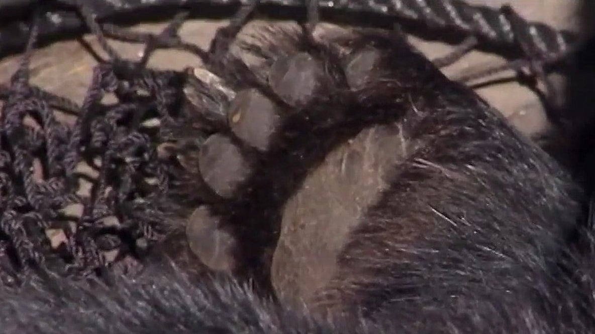 Bear hunt backlash: FWC to hear public comment
